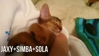 Sweet Christmas Holidays with Abyssinian Cats
