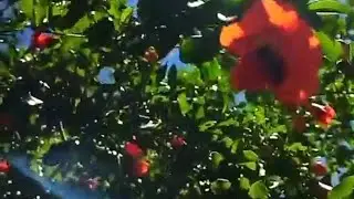 جمال الطبيعة بألوانها الباهية