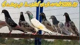 Jeath 2022 Towrnament Champion 🏆 Kabootar Ka Shouq High Flyer Pigeon