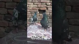 #SHOK🕊️#dj #remix #song #newmusic #shok #pigeon #pigeonlaver🕊️🕊️🕊️ #bollywoodmusic #kabootar🕊️🕊️🕊️