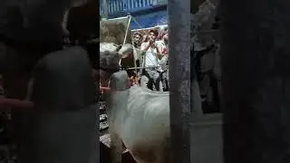 most aggressive cow in machua