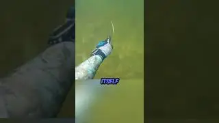 Watch This Before Swimming In The Amazon River!