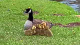 Goslings Huddling for Warmth - Monday, June 3, 2019 - 11:31 AM