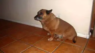 LOS PALOMOS DE DURANGO  SALUD SALUD