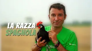 La Razza Spagnola Faccia Bianca | Caratteristiche di questa razza avicola