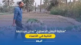 «سناية البصل الحساوي» تدخل مرحلتها الثانية في #الأحساء