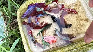 Betta Fish Catching Expedition in Enchanting Hidden Rice Fields that amazing