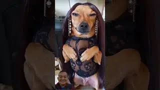 GLAMOROUS DOG BREAKS THE INTERNET! 💅🐶 FUNNY PET DRESS-UP MOMENT #shorts #dog