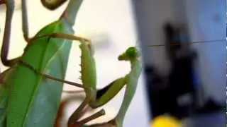 Giant Rainforest Mantis (Hierodula majuscula) mating