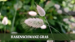 Hasenschwanzgras -  Ein besonderes Ziergras f&uuml;r Beet und K&uuml;bel