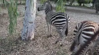 Funny Zebra Fart | Lahore Safar Park | Wild life Park | GIS PLANET