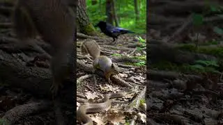 Who is win between brave Squirrel vs. Snake! #squirrel #snake #wildlife #shortfeed