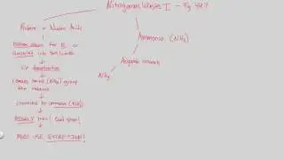 Excretion - Nitrogenous Wastes I | BIALIGY.com