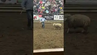 Mutton Riding Thrills! PRCA Valley City. #shorts #short #shortfeed #viralvideo #viral #viralshorts