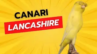 #lancashirecanary Lancashire Canary