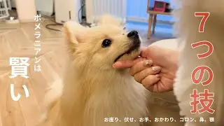 子犬から覚えた7つの技(犬芸)！ポメラニアンは賢い🐶7 Essential Tricks Every Pomeranian Can Learn.