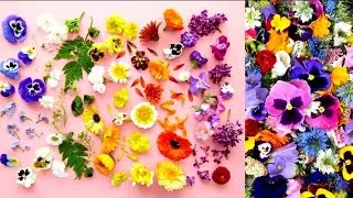 40 Great Edible Flowers To Flavor Your Food and Improve Your Health