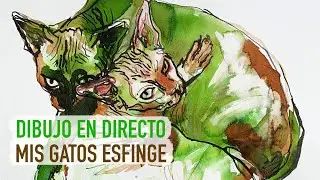 DIBUJO EN DIRECTO A MIS GATOS ESFINGE KUBIN Y HANUMAN