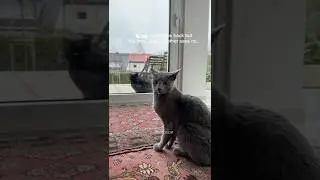 Gini's brother tells him to go...#cat