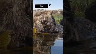 look at the mink swimming, wow it&rsquo;s healthy