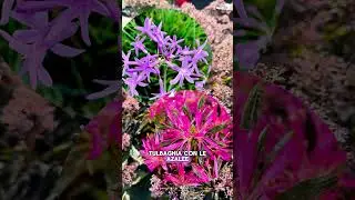 Cardiandra: la pianta da ombra che fiorisce in autunno! 💜