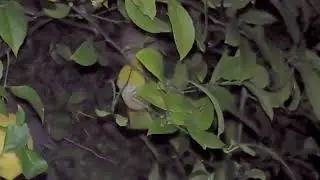 Rats Climb a Lemon Tree and Eat the Rind