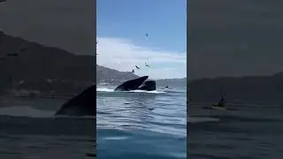#KAYAKERS SWALLOWED BY THE HUMPBACK WHALE CREDIT TO WATCHINTHEKNOW