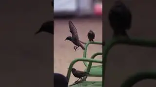 Super Slow motion  Bird Wings