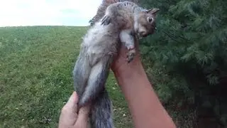 Small Game Hunting #10: 1 Gray Squirrel by 20 Ga. Shotgun