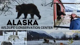 Alaska Wildlife Conservation Center