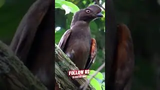 Cock of the Rock Bird really? 👌 #birdsofnature