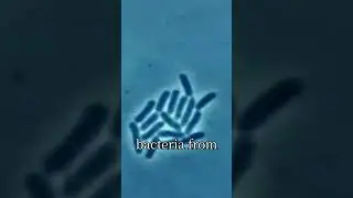 Sulfa Powder: WWII&rsquo;s Miracle Drug