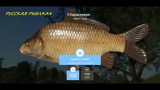 РУССКАЯ РЫБАЛКА 4. #игра #робинзоныч #рыбалка #рр4 #fishing
