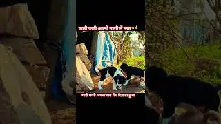 Okk yare puppy masti karte hue #trendingshorts #viralvideo #cutepuppy #puppylove #puppylife 🐶🐶🐶