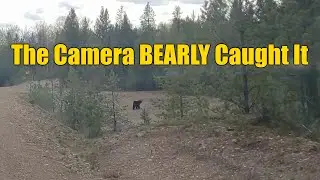 Vanlife Off-Grid Camping in BC &ndash; Hidden Spots, Bears & Backroads