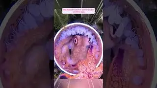 This man found a fragile baby octopus and raised it with love