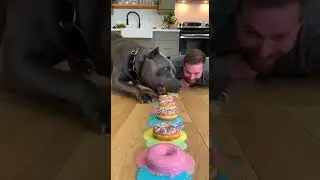Giant Pitbull Eats Donuts Like a Pro&hellip; And Makes a Rainbow Mess 😋🐶