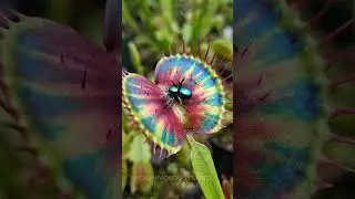 CARNIVOROUS PLANTS vs. Fly Trap Vs. ASMR: Top 5 ASMR triggers in a carnivorous garden.