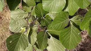 पलाश के पेड़ की पत्ती के फायदे/पुत्र प्राप्ति के लिए इस पौधे का सिर्फ एक पत्ता काफी है Pallas Patta