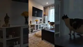 Cat Tries to Catch Clock on TV Screen