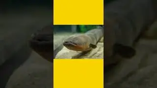 This fish produces electricity⚡⚡⚡ #shorts #shortsfeed #shortvideo