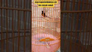 Muraibatu isian kapastembak bikin ngiler om bro #rajanabirdfarm #pancinganmuraibatu #masteranmurai