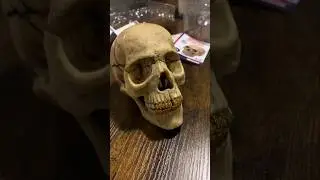 SUPREME 4D MODEL HUMAN SKULL ASSEMBLED #puzzle #shorts #youtubeshorts
