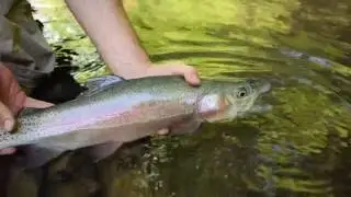 Wild Trout Conservation-Spring Run