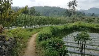 Susana Perkampungan Indah Menelusuri Jalan Setapak.1 Jam dari Exit tol Bocimi Sesi 2
