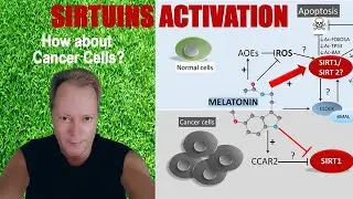 NAD+ Benefits with Sirt 1