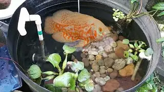 Feeding My Oscar fish (Outdoor Pond)