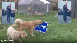 Trump24  YMCA !!