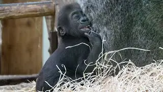 Baby Gorilla Makongo&rsquo;s Adorable Finger-Sucking Habit