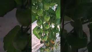 best quality and calibration of tomato